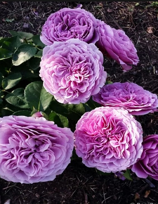 Роза почвопокровная Лавандовая Драгоценность